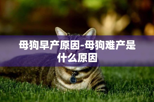 母狗早產原因-母狗難產是什么原因
