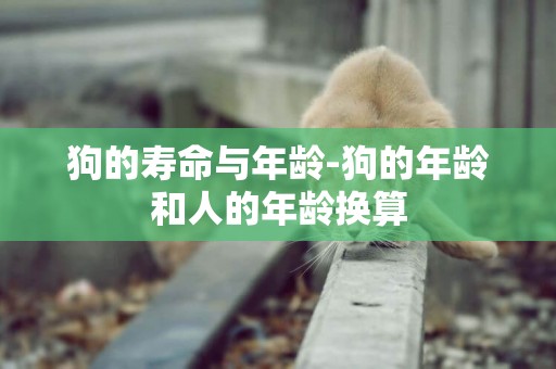 狗的壽命與年齡-狗的年齡和人的年齡換算