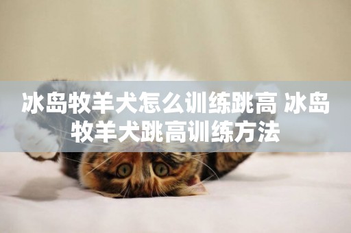 冰島牧羊犬怎么訓練跳高 冰島牧羊犬跳高訓練方法