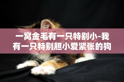 一窩金毛有一只特別小-我有一只特別膽小愛緊張的狗