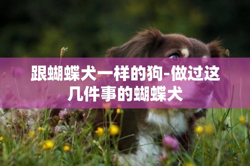 跟蝴蝶犬一樣的狗-做過這幾件事的蝴蝶犬