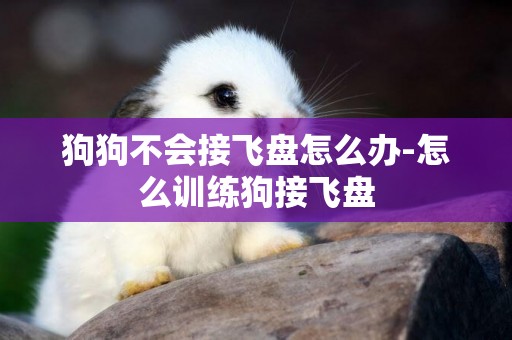 狗狗不會接飛盤怎么辦-怎么訓練狗接飛盤
