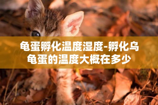 龜蛋孵化溫度濕度-孵化烏龜蛋的溫度大概在多少