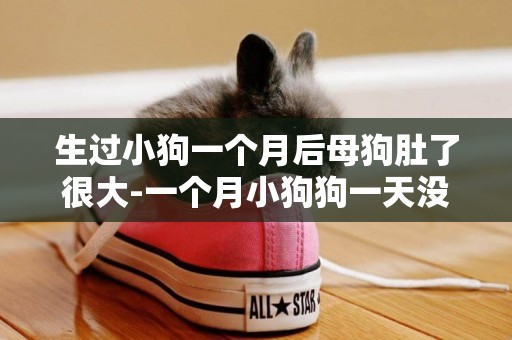 生過小狗一個月后母狗肚了很大-一個月小狗狗一天沒大便
