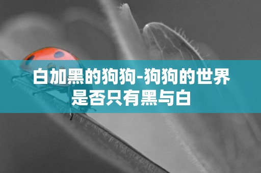 白加黑的狗狗-狗狗的世界是否只有黑與白