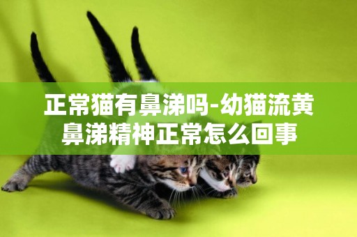 正常貓有鼻涕嗎-幼貓流黃鼻涕精神正常怎么回事