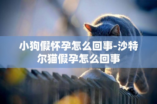 小狗假懷孕怎么回事-沙特爾貓假孕怎么回事