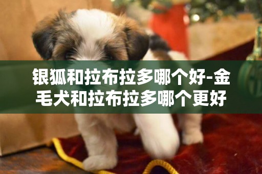 銀狐和拉布拉多哪個好-金毛犬和拉布拉多哪個更好