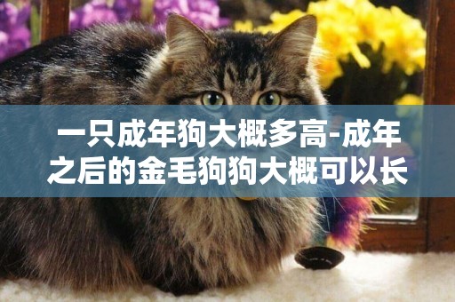 一只成年狗大概多高-成年之后的金毛狗狗大概可以長多大多重