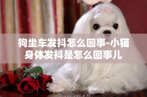 狗坐車發抖怎么回事-小貓身體發抖是怎么回事兒