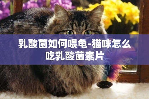乳酸菌如何喂龜-貓咪怎么吃乳酸菌素片
