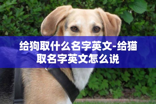 給狗取什么名字英文-給貓取名字英文怎么說