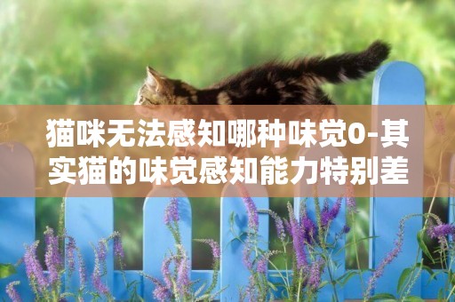 貓咪無法感知哪種味覺0-其實貓的味覺感知能力特別差