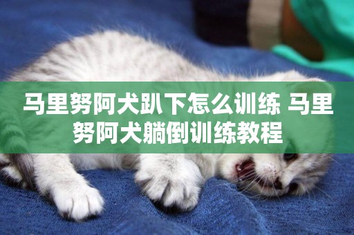 馬里努阿犬趴下怎么訓練 馬里努阿犬躺倒訓練教程