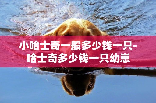 小哈士奇一般多少錢一只-哈士奇多少錢一只幼崽