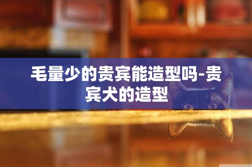 毛量少的貴賓能造型嗎-貴賓犬的造型