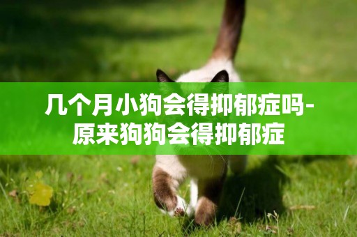 幾個月小狗會得抑郁癥嗎-原來狗狗會得抑郁癥
