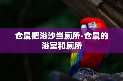 倉鼠把浴沙當廁所-倉鼠的浴室和廁所