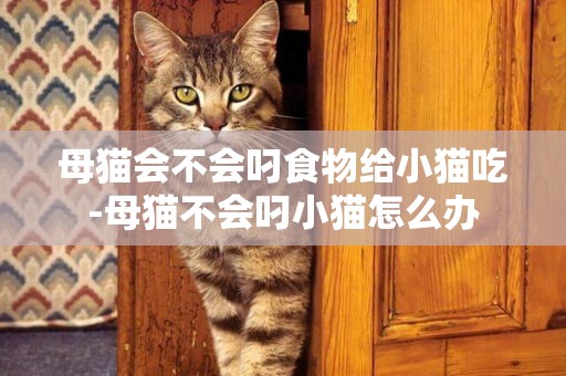 母貓會不會叼食物給小貓吃-母貓不會叼小貓怎么辦