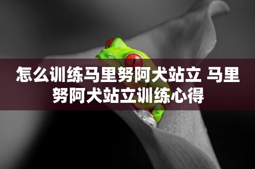 怎么訓練馬里努阿犬站立 馬里努阿犬站立訓練心得