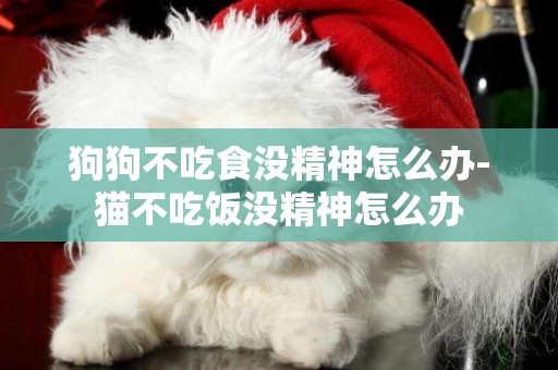 狗狗不吃食沒精神怎么辦-貓不吃飯沒精神怎么辦
