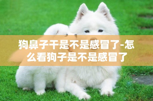 狗鼻子干是不是感冒了-怎么看狗子是不是感冒了