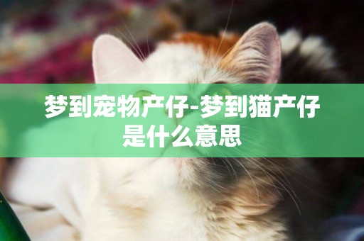 夢到寵物產仔-夢到貓產仔是什么意思