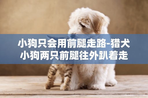 小狗只會用前腿走路-獵犬小狗兩只前腿往外趴著走