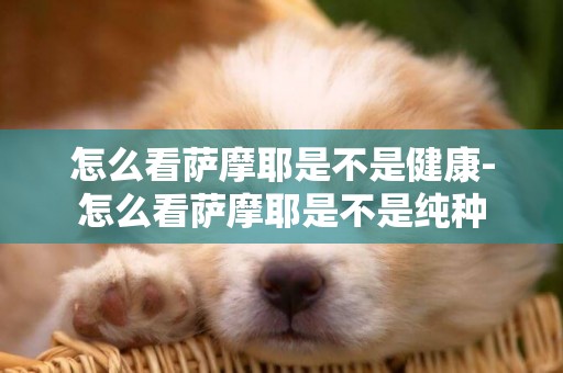 怎么看薩摩耶是不是健康-怎么看薩摩耶是不是純種