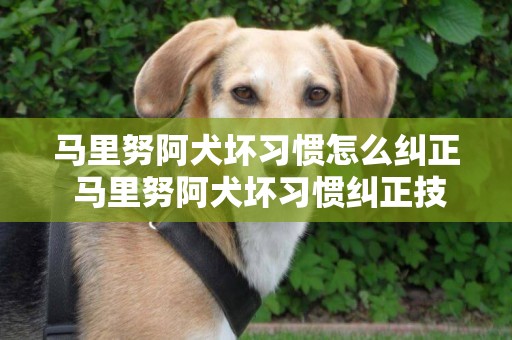 馬里努阿犬壞習慣怎么糾正 馬里努阿犬壞習慣糾正技巧