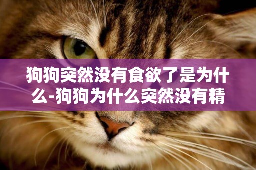 狗狗突然沒有食欲了是為什么-狗狗為什么突然沒有精神了