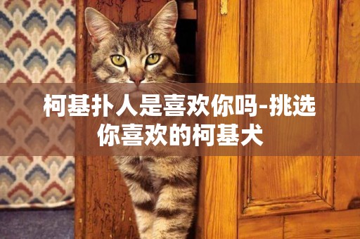 柯基撲人是喜歡你嗎-挑選你喜歡的柯基犬