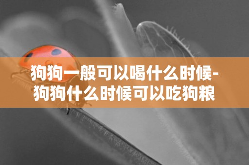 狗狗一般可以喝什么時候-狗狗什么時候可以吃狗糧