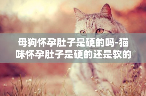 母狗懷孕肚子是硬的嗎-貓咪懷孕肚子是硬的還是軟的