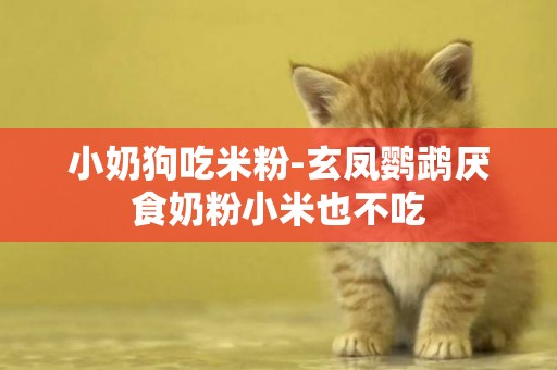 小奶狗吃米粉-玄鳳鸚鵡厭食奶粉小米也不吃