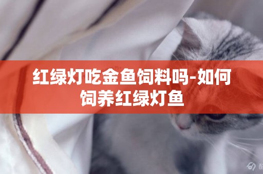 紅綠燈吃金魚飼料嗎-如何飼養紅綠燈魚