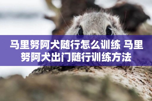 馬里努阿犬隨行怎么訓練 馬里努阿犬出門隨行訓練方法