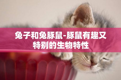 兔子和兔豚鼠-豚鼠有趣又特別的生物特性