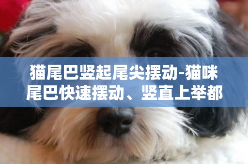 貓尾巴豎起尾尖擺動-貓咪尾巴快速擺動、豎直上舉都代表了啥意思