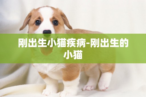 剛出生小貓疾病-剛出生的小貓