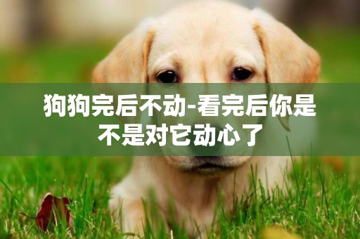 狗狗完后不動-看完后你是不是對它動心了