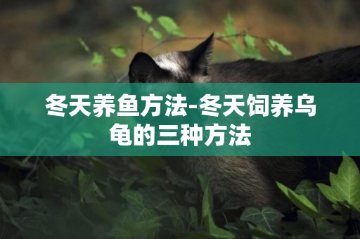 冬天養魚方法-冬天飼養烏龜的三種方法