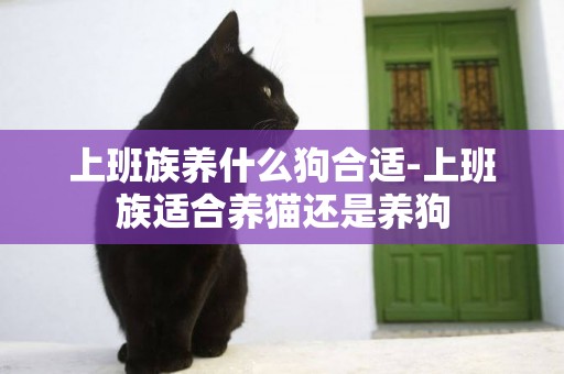 上班族養什么狗合適-上班族適合養貓還是養狗