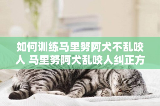 如何訓練馬里努阿犬不亂咬人 馬里努阿犬亂咬人糾正方法