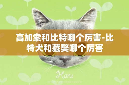 高加索和比特哪個厲害-比特犬和藏獒哪個厲害