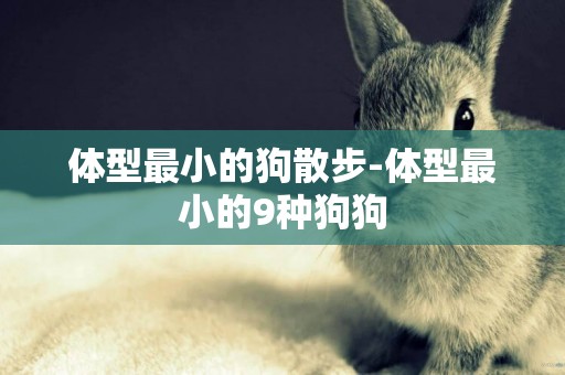 體型最小的狗散步-體型最小的9種狗狗