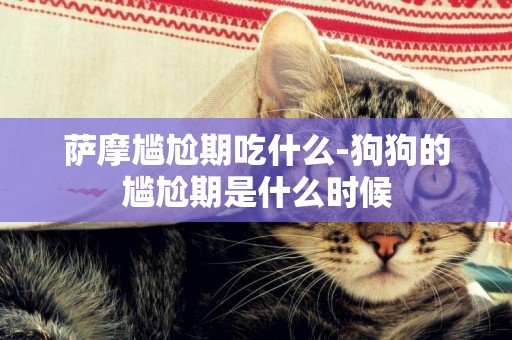薩摩尷尬期吃什么-狗狗的尷尬期是什么時候