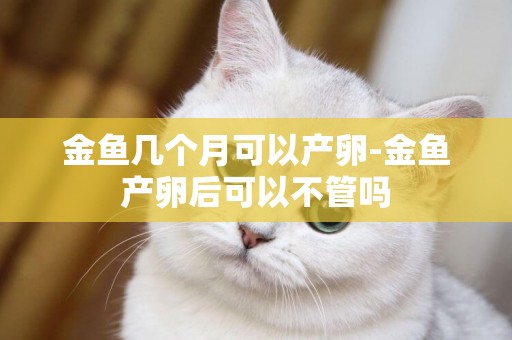 金魚幾個月可以產卵-金魚產卵后可以不管嗎