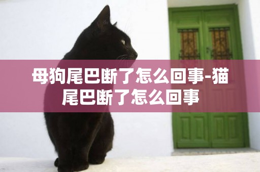 母狗尾巴斷了怎么回事-貓尾巴斷了怎么回事