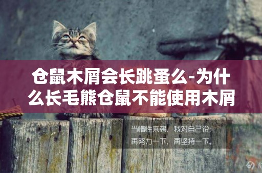 倉鼠木屑會長跳蚤么-為什么長毛熊倉鼠不能使用木屑